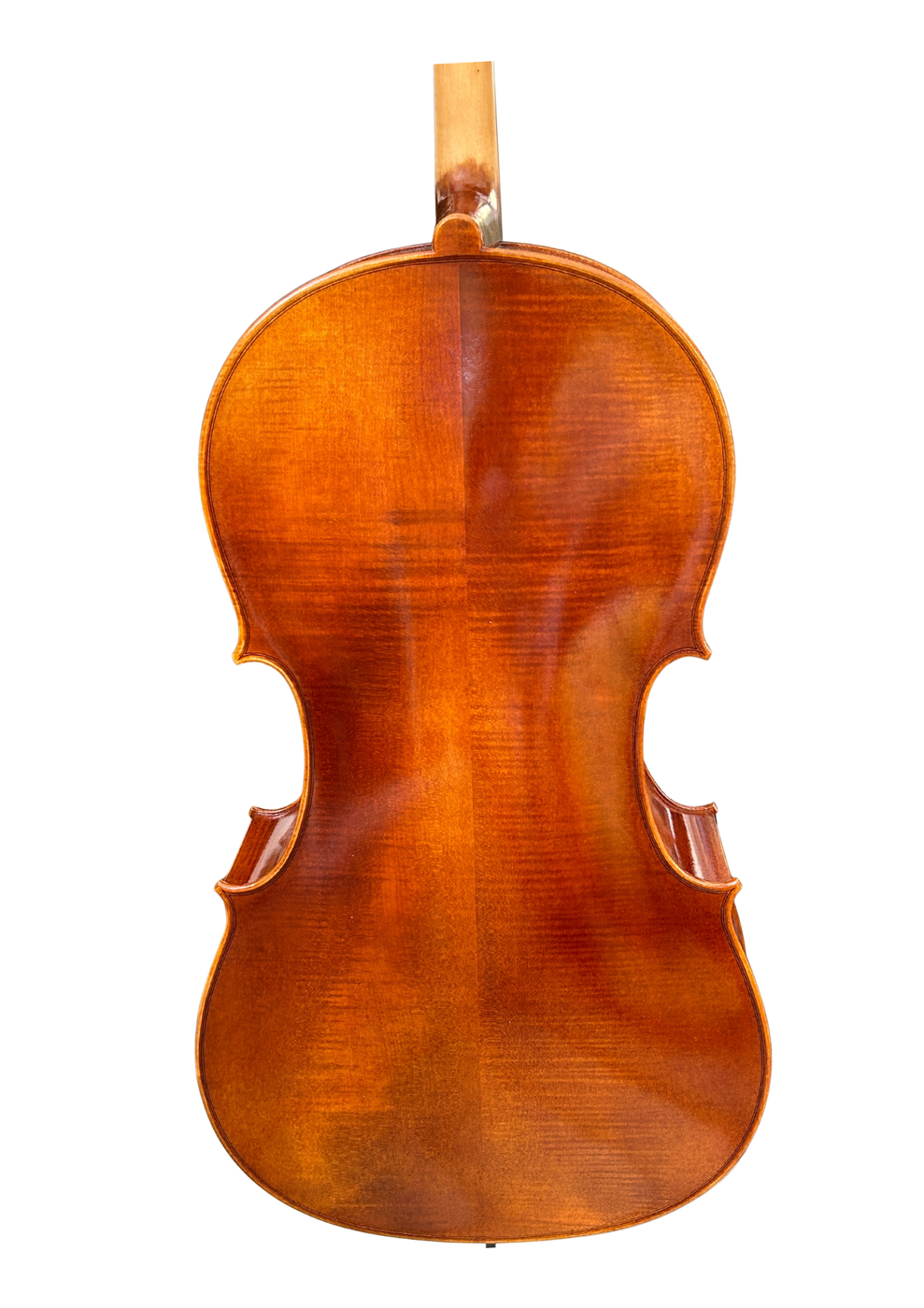 Venus P230 Back
