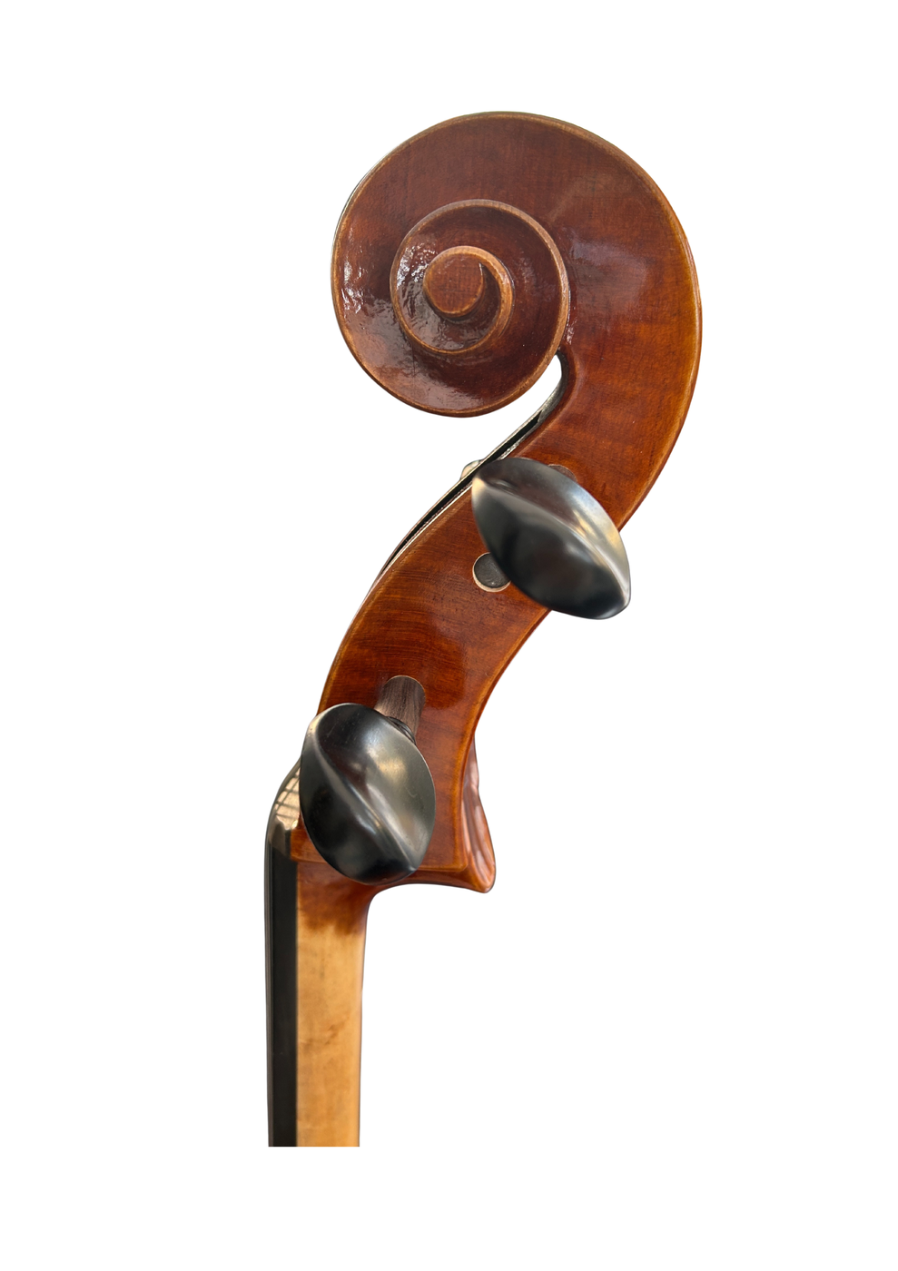 Venus P230 Head