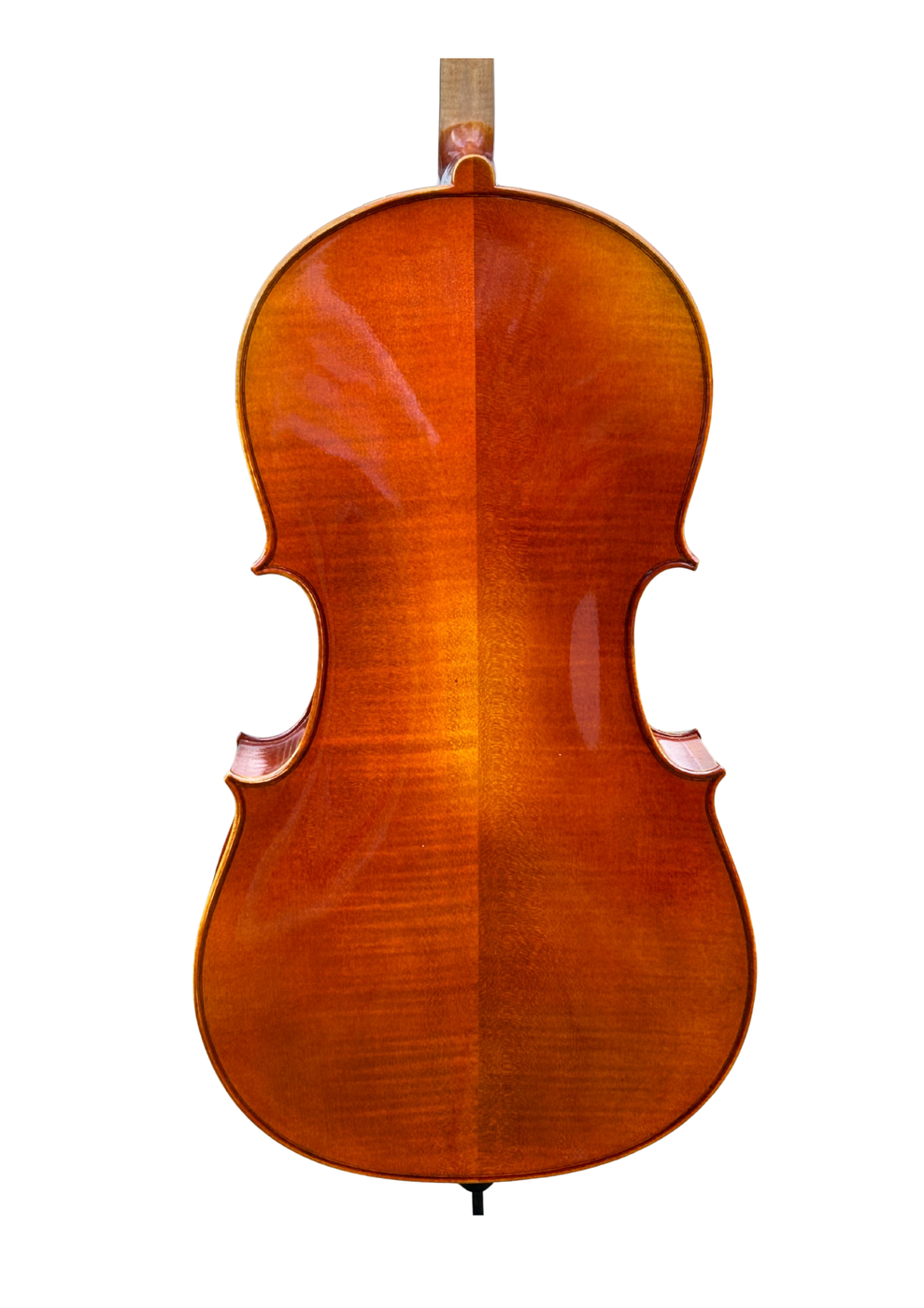 Venus P231 Back