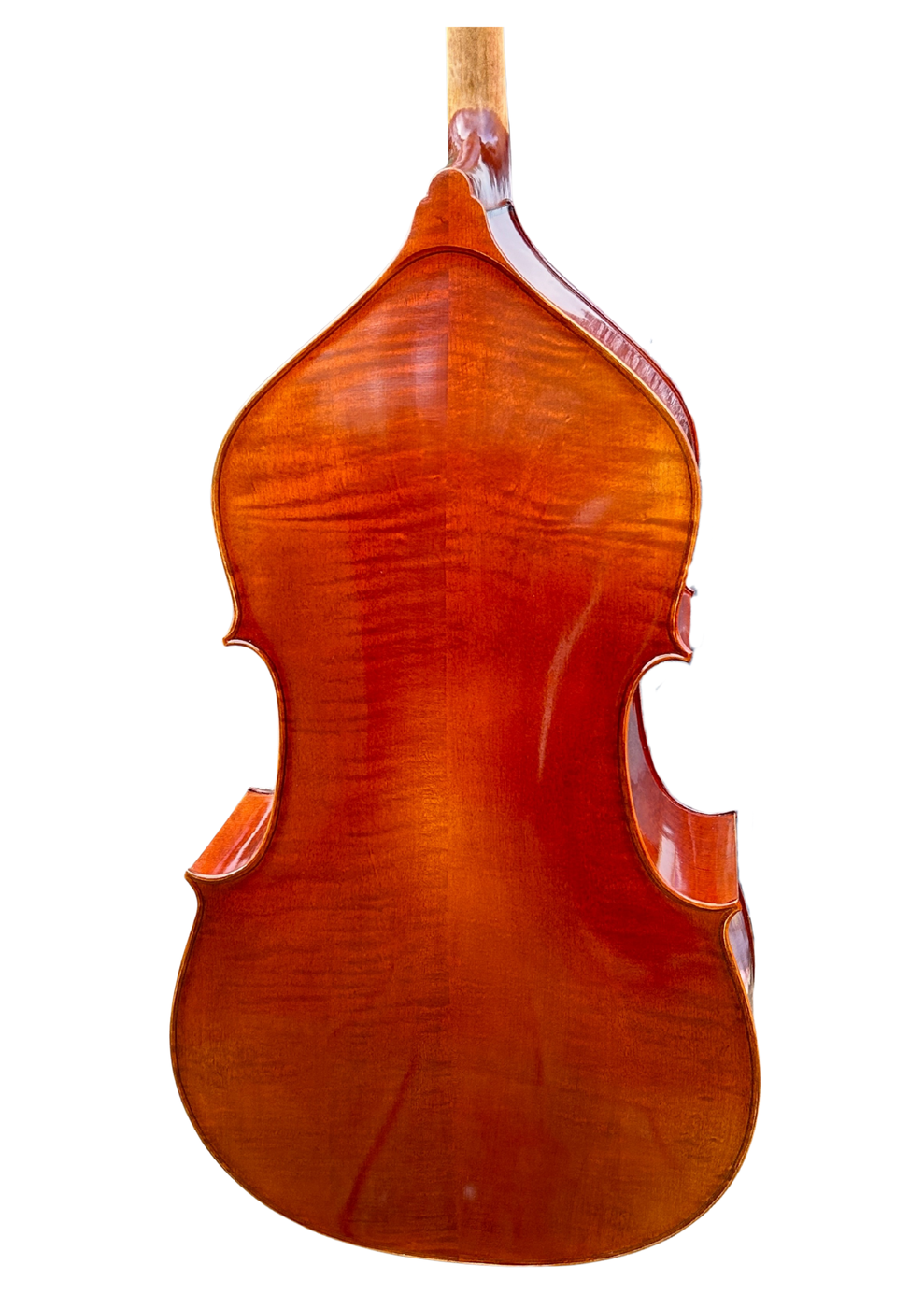 Venus P240 Back