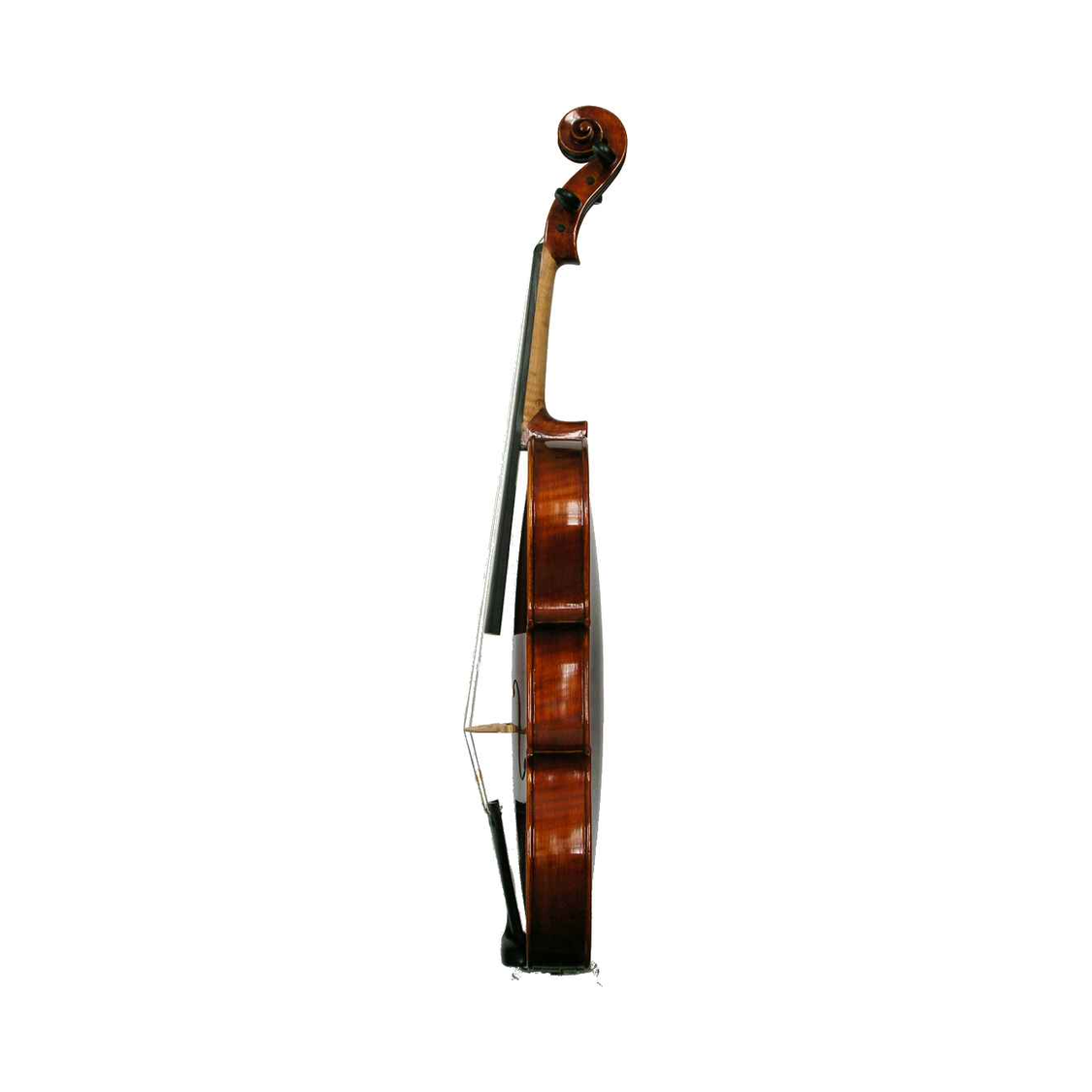 Venus P120 Head