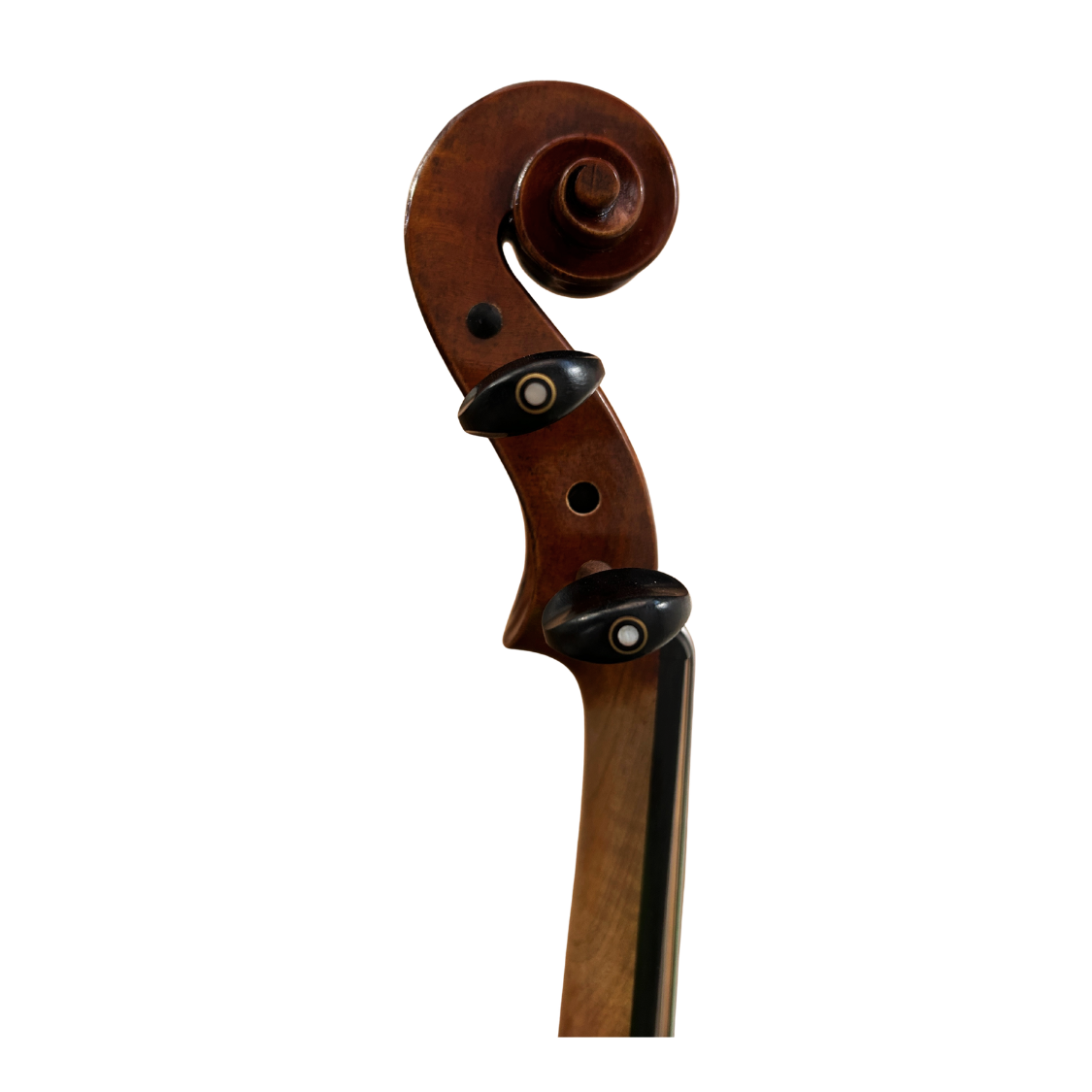 Venus P211 Head