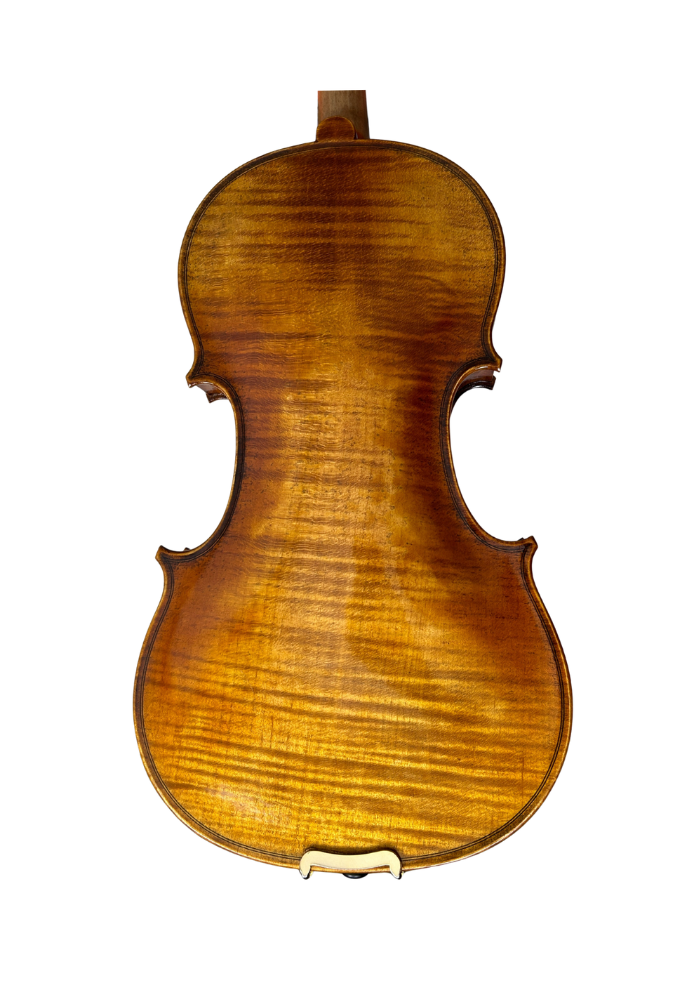 Venus P213 Back